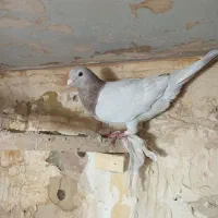 گم شده صیدی میدم