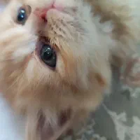 بچه گربه پرشین ماده