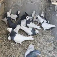 کبوتر|پرنده|فولادشهر, فولادشهر|دیوار