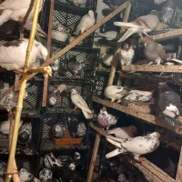 کبوتر پرشی|پرنده|چالوس, |دیوار