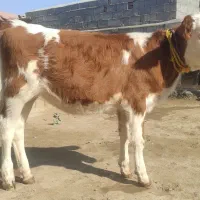 گوساله ماده سیمینتال