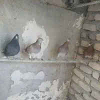 کبوتر پلاکی