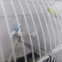 دو عدد مرغ عشق|پرنده|رودهن, |دیوار