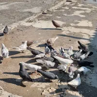 کبوتر|پرنده|اصفهان, شاهزاده ابراهیم|دیوار