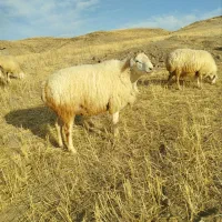 قوچ ناب فومن