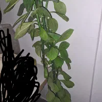 گیاه اپارتمانی|گل و گیاه طبیعی|شهریار, شهرک بهاران (ویره)|دیوار