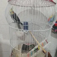 عروس هلندی آوازخوان|پرنده|ساری, |دیوار