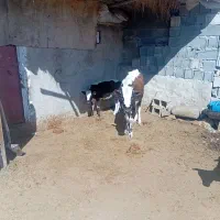 نر گوساله گاو سمینتال|حیوانات مزرعه|چیتاب, |دیوار