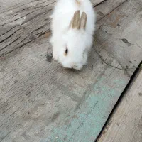 بچه خرگوش لپ|موش و خرگوش|اهر, |دیوار