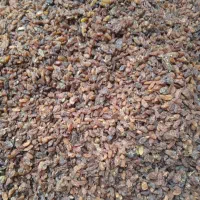 کشمش آفتابی درجه یک|خوردنی و آشامیدنی|نیشابور, دارایی|دیوار