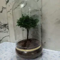 تراریوم بنسای نانا|گل و گیاه طبیعی|خمینی‌شهر, |دیوار