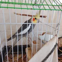 عروس هلندی