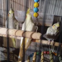 عروس هلندی و مرغ عشق|پرنده|ارومیه, |دیوار