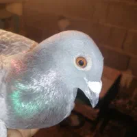 کبوتر|پرنده|بندر کنگان, |دیوار