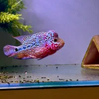 ماهی فلاور هورن