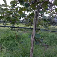 فروش فوری|فروش زمین و ملک کلنگی|لیسار, |دیوار