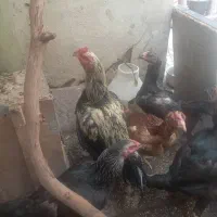 مرغ و خروس لاری
