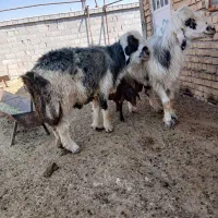 قوچ جوان داشتی گله ای بوده|حیوانات مزرعه|مرودشت, دولت آباد|دیوار