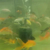 کوی باله بلند و کوی باله کوتاه|ماهی|پاکدشت, پاکدشت (مامازند)|دیوار