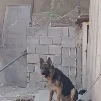سگ ژرمن|سگ|شهریار, اسد‌آباد|دیوار