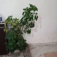 گل شفلرا پنچ انگشتی سر حال براق