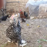 تخم مرغ نطفه دار|حیوانات مزرعه|تهران, دهم فروردین|دیوار