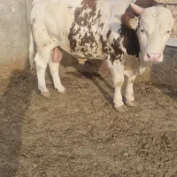 گوساله نر