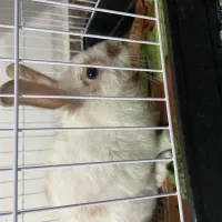 خرگوش لوپ نر|موش و خرگوش|مشهد, منزل آباد|دیوار