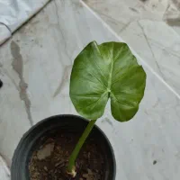 گل پتوس ۲۰ تومنی|گل و گیاه طبیعی|قم, در بهشت|دیوار