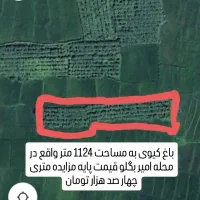 اطلاعیه فروش مزایده ای زمین، باغ کیوی و شالیزار|فروش زمین و ملک کلنگی|لیسار, |دیوار