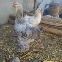 مرغ و خروس مرندی ریشو گپی|حیوانات مزرعه|روانسر, |دیوار