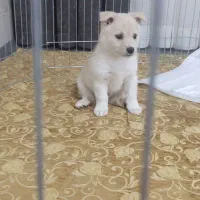 توله پامر 4 ماهه