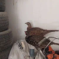 فروش 2عدد پرنده زینتی جوان پاکستانی یک ماده ،یک نر|حیوانات مزرعه|سیرجان, |دیوار