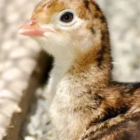 فروش جوجه شترمرغ و بوقلمون یک روزه