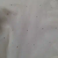 چادر خوسی|لباس|بندرعباس, |دیوار