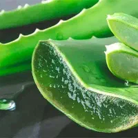 کاشت آلوئه ورا