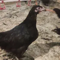 جوجه گلپایگان مرغ خروس سیاه تاقچه 110 روزه جهادی|حیوانات مزرعه|مشهد, ویلاشهر|دیوار