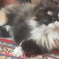 واگذاری گربه