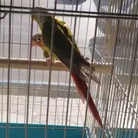 گرینچیک عروس هلندی طوطی برزیلی قناری ملنگو سهره|پرنده|کرج, شهرک رضوانیه|دیوار