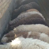 گوسفند|حیوانات مزرعه|جوادآباد, |دیوار