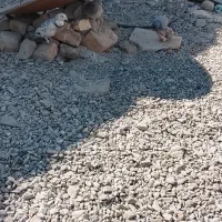 کبوتر همه عالی جفتی 600|پرنده|ایرانشهر, |دیوار