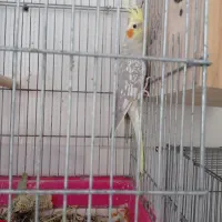 عروس هلندی مولد|پرنده|میناب, |دیوار