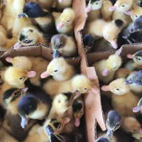 جوجه،مرغ محلی،دان و لوازم مرغداری(جوجه سرا)|حیوانات مزرعه|کرمان, |دیوار