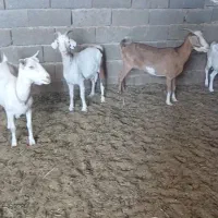 ۴بز دورگ