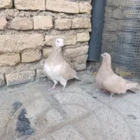 کبوتر سرور و زرد|پرنده|فارسان, |دیوار