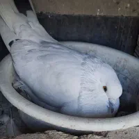 کبوتر گمشده