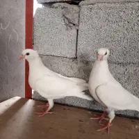 کفتر کبوتر جوجه سفید پاک کاکلی