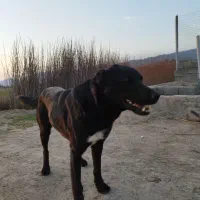 سگ نگهبان معاوضه با جوجه