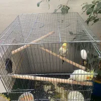 عروس هلندی|پرنده|قدس, شهر‌قدس|دیوار