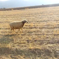 شیشک ومیش|حیوانات مزرعه|پاسارگاد, |دیوار